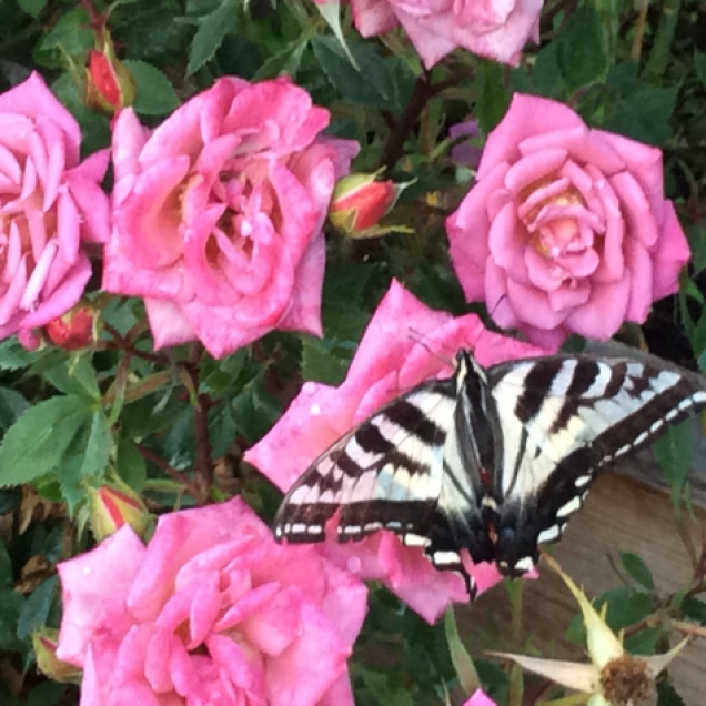 garden-2016-butterfly-on-roses